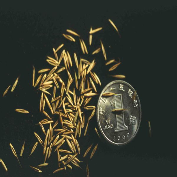 黑龙江草籽花籽