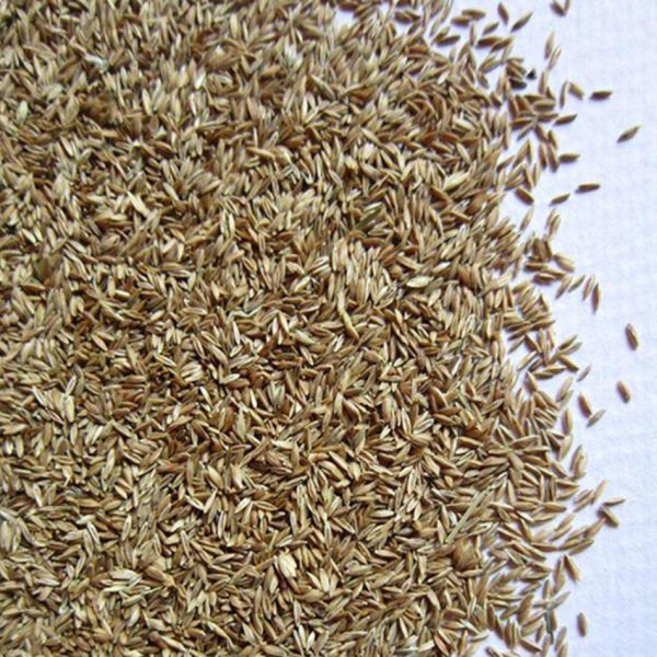 吉林专业苗木价格